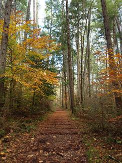 Hatcher Mountain Trail