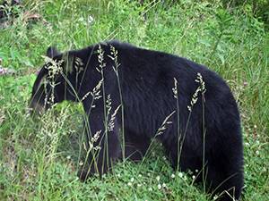 smoky mountain black bear