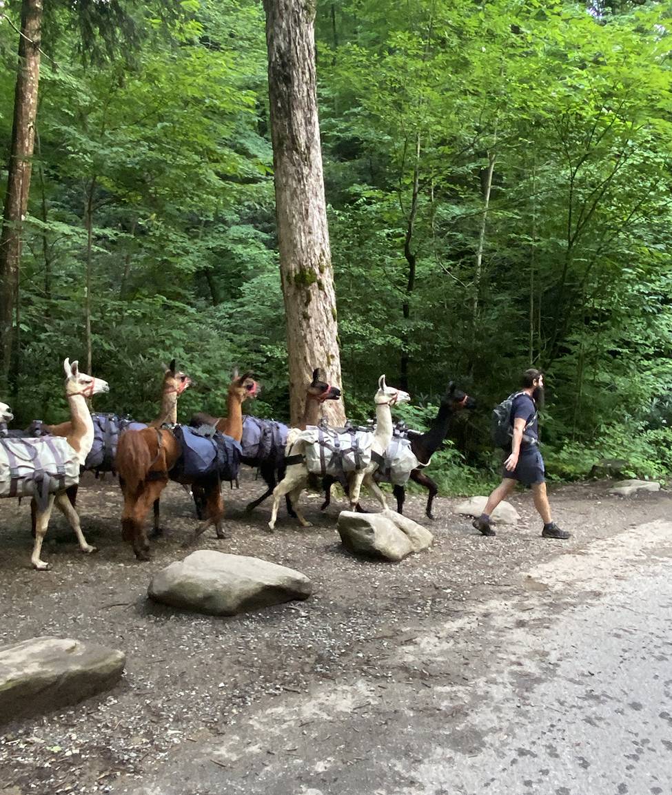 trillium gap llamas